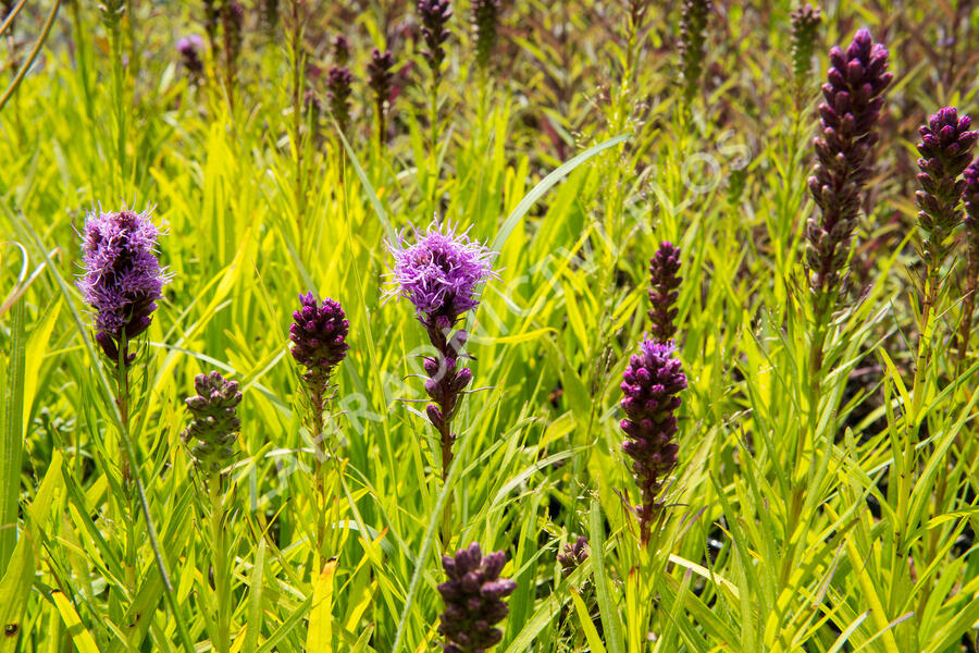 Šuškarda 'Kobold' - Liatris spicata 'Kobold'