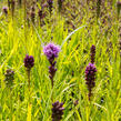 Šuškarda 'Kobold' - Liatris spicata 'Kobold'