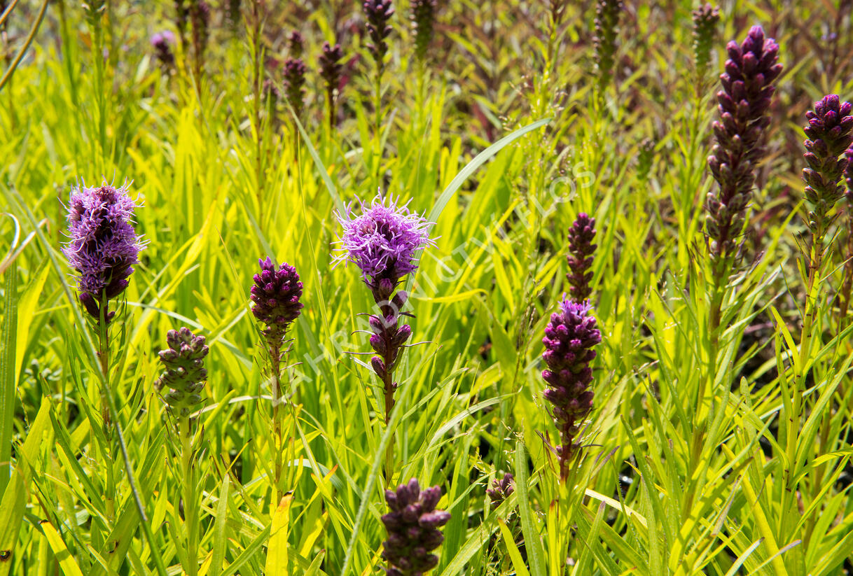 Šuškarda 'Kobold' - Liatris spicata 'Kobold'