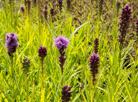 Šuškarda 'Kobold' - Liatris spicata 'Kobold'