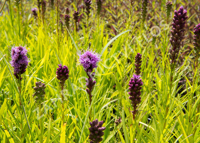 Šuškarda 'Kobold' - Liatris spicata 'Kobold'