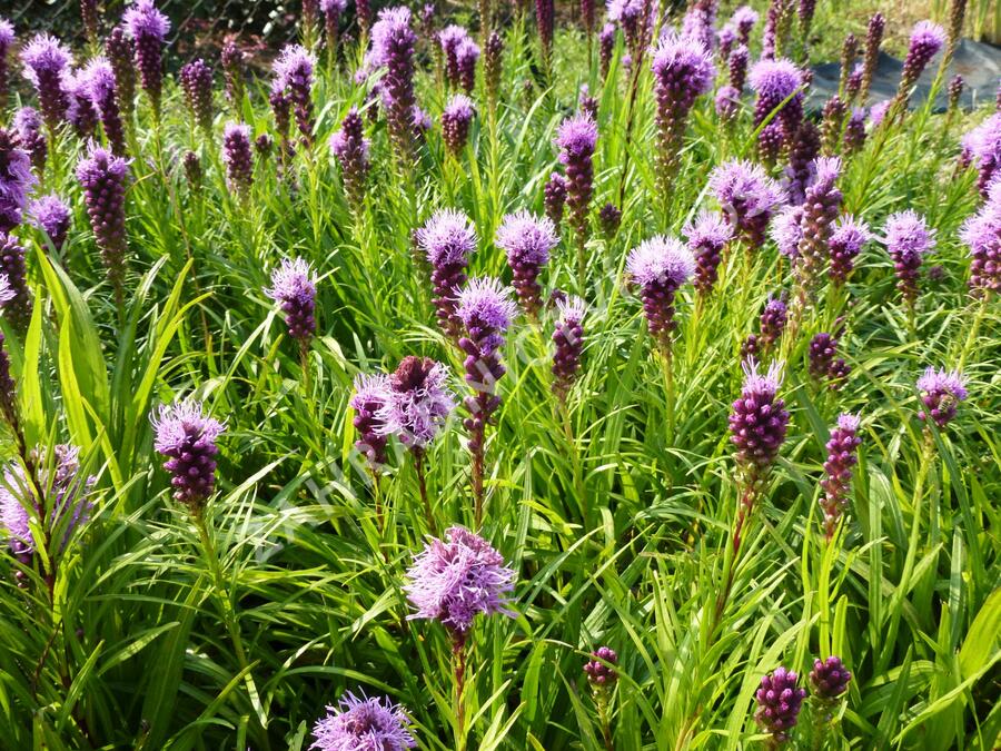Šuškarda 'Kobold' - Liatris spicata 'Kobold'