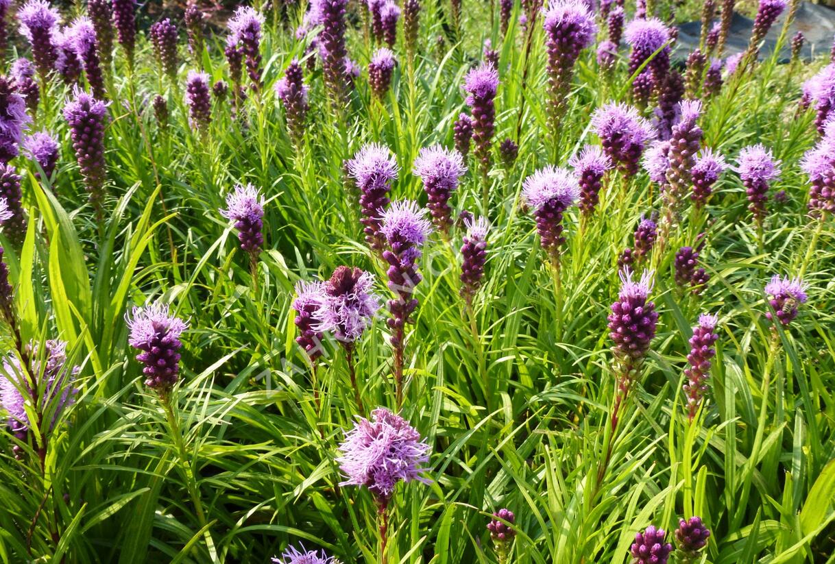 Šuškarda 'Kobold' - Liatris spicata 'Kobold'