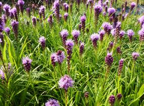 Šuškarda 'Kobold' - Liatris spicata 'Kobold'
