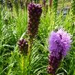 Šuškarda 'Kobold' - Liatris spicata 'Kobold'