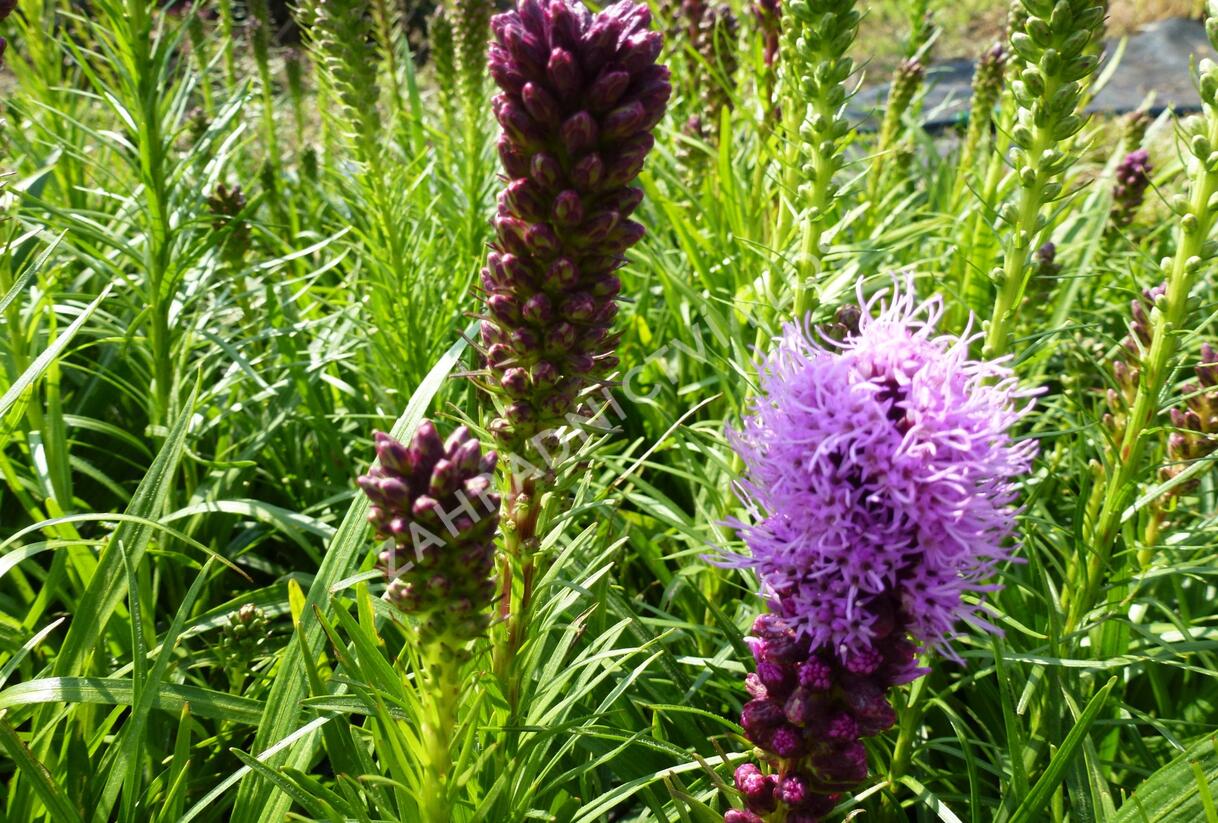 Šuškarda 'Kobold' - Liatris spicata 'Kobold'