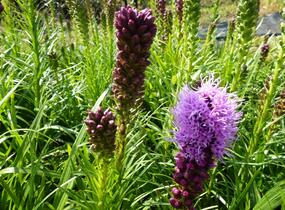 Šuškarda 'Kobold' - Liatris spicata 'Kobold'