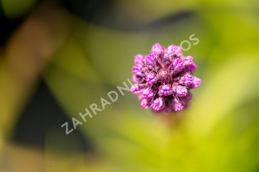 Šuškarda 'Kobold' - Liatris spicata 'Kobold'