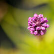 Šuškarda 'Kobold' - Liatris spicata 'Kobold'