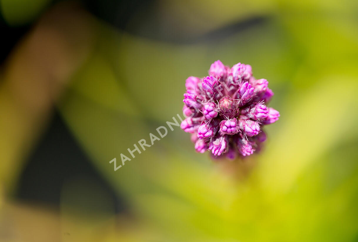 Šuškarda 'Kobold' - Liatris spicata 'Kobold'