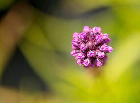 Šuškarda 'Kobold' - Liatris spicata 'Kobold'