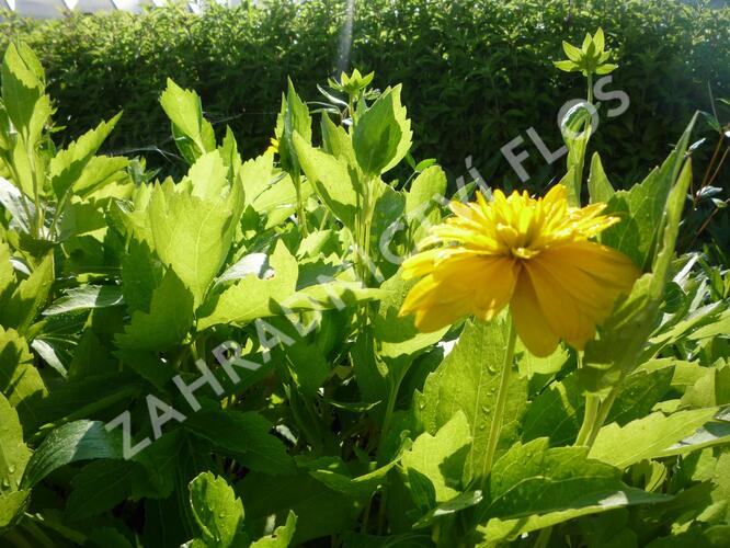 Třapatka dřípatá 'Goldquelle' - Rudbeckia laciniata 'Goldquelle'