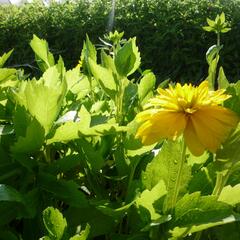 Třapatka dřípatá 'Goldquelle' - Rudbeckia laciniata 'Goldquelle'