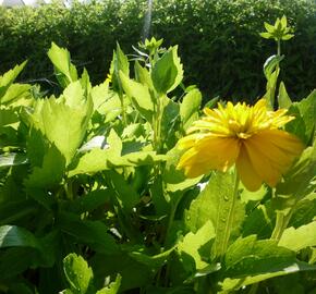 Třapatka dřípatá 'Goldquelle' - Rudbeckia laciniata 'Goldquelle'