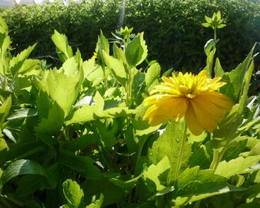 Třapatka dřípatá 'Goldquelle'