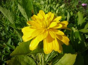 Třapatka dřípatá 'Goldquelle' - Rudbeckia laciniata 'Goldquelle'