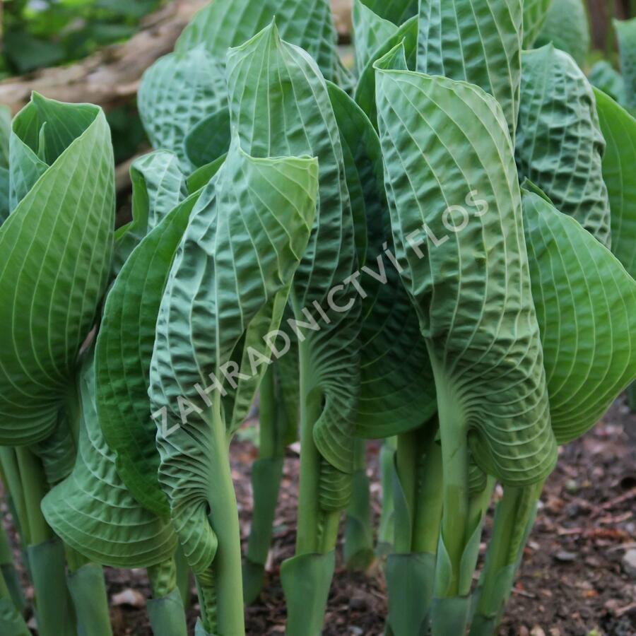 Bohyška 'Abiqua Drinking Gourd' - Hosta 'Abiqua Drinking Gourd'