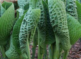 Bohyška 'Abiqua Drinking Gourd' - Hosta 'Abiqua Drinking Gourd'