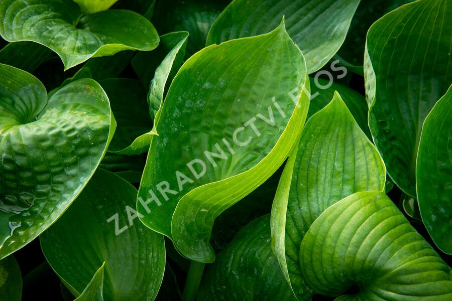 Bohyška 'Abiqua Drinking Gourd' - Hosta 'Abiqua Drinking Gourd'