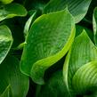 Bohyška 'Abiqua Drinking Gourd' - Hosta 'Abiqua Drinking Gourd'