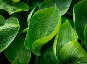 Bohyška 'Abiqua Drinking Gourd' - Hosta 'Abiqua Drinking Gourd'