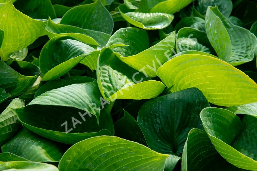 Bohyška 'Abiqua Drinking Gourd' - Hosta 'Abiqua Drinking Gourd'