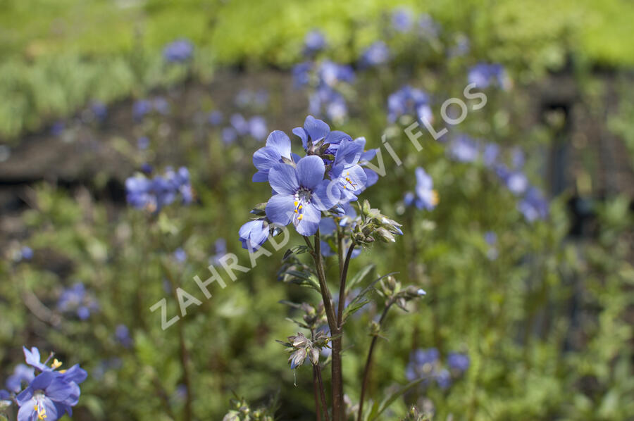 Jirnice jezoská 'Bressingham Purple' - Polemonium yezoense 'Bressingham Purple'