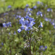 Jirnice jezoská 'Bressingham Purple' - Polemonium yezoense 'Bressingham Purple'