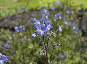 Jirnice jezoská 'Bressingham Purple' - Polemonium yezoense 'Bressingham Purple'