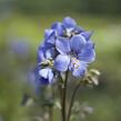 Jirnice jezoská 'Bressingham Purple' - Polemonium yezoense 'Bressingham Purple'