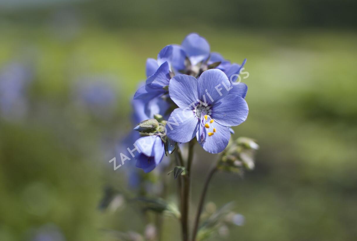 Jirnice jezoská 'Bressingham Purple' - Polemonium yezoense 'Bressingham Purple'
