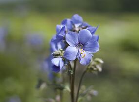 Jirnice jezoská 'Bressingham Purple' - Polemonium yezoense 'Bressingham Purple'