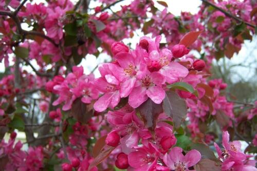 Jabloň okrasná 'Aldenhamensis' - Malus 'Aldenhamensis'
