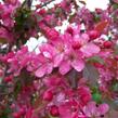 Jabloň okrasná 'Aldenhamensis' - Malus 'Aldenhamensis'