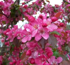 Okrasná jabloň 'Aldenhamensis' - Malus 'Aldenhamensis'