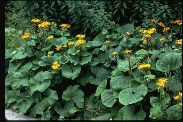 Popelivka zoubkovaná - Ligularia dentata