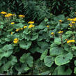 Popelivka zoubkovaná - Ligularia dentata