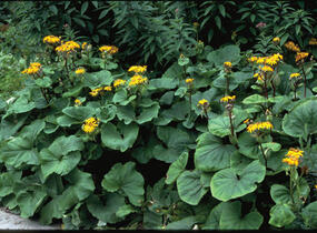 Popelivka zoubkovaná - Ligularia dentata