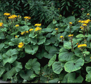 Popelivka zoubkovaná - Ligularia dentata