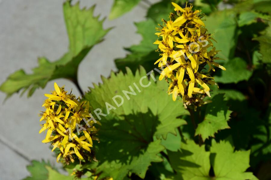 Popelivka 'Bottle Rocket' - Ligularia 'Bottle Rocket'