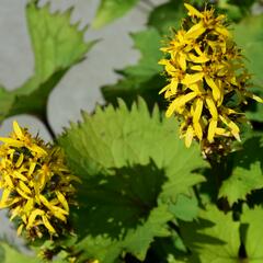 Popelivka 'Bottle Rocket' - Ligularia 'Bottle Rocket'