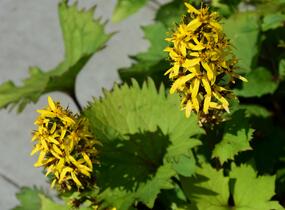 Popelivka 'Bottle Rocket' - Ligularia 'Bottle Rocket'