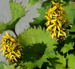 Popelivka 'Bottle Rocket' - Ligularia 'Bottle Rocket'