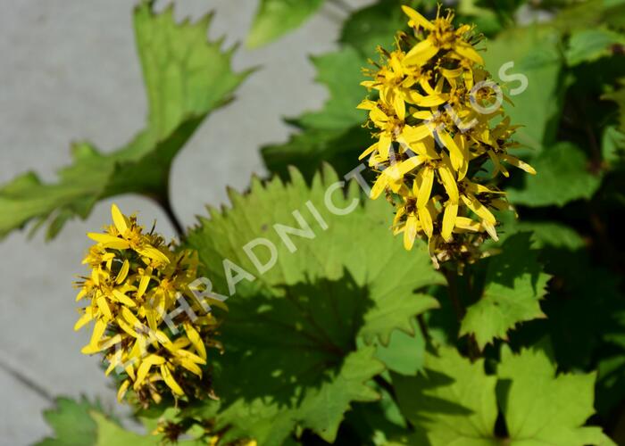 Popelivka 'Bottle Rocket' - Ligularia 'Bottle Rocket'