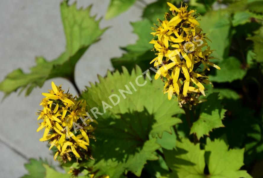 Popelivka 'Bottle Rocket' - Ligularia 'Bottle Rocket'