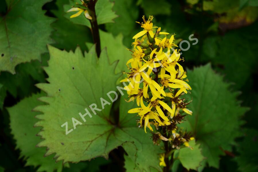 Popelivka 'Bottle Rocket' - Ligularia 'Bottle Rocket'