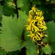 Popelivka 'Bottle Rocket' - Ligularia 'Bottle Rocket'