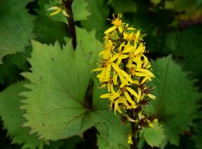 Popelivka 'Bottle Rocket' - Ligularia 'Bottle Rocket'