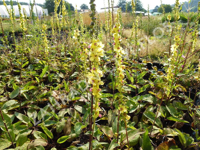 Divizna černá - Verbascum nigrum