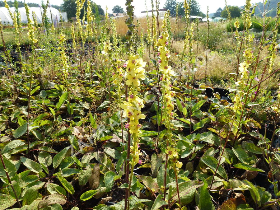 Divizna černá - Verbascum nigrum